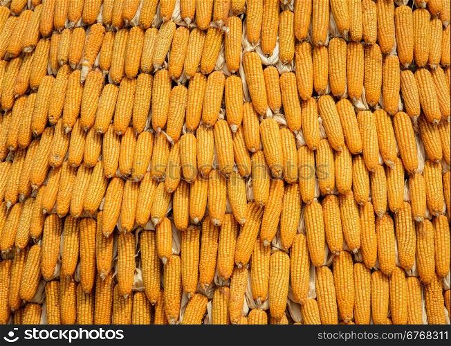 Ripe corn hung to dry background