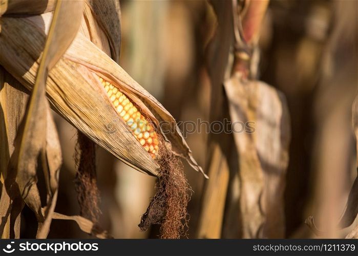 Ripe corn on an agriculture field, close up