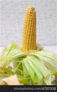 Ripe corn on the cob, indoor