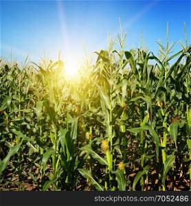 Ripe corn stalks on the field. Sunrise on horizon.
