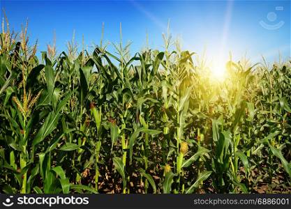 Ripe corn stalks on the field. Sunrise on the horizon.
