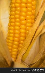 Ripe corn with peel