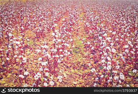 Ripe Cotton Bolls nn Branch Ready for Harvests, Retro Effect