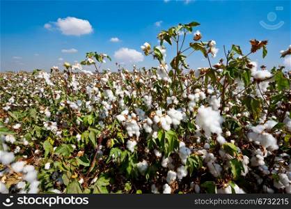 Ripe Cotton Bolls on Branch Ready for Harvests