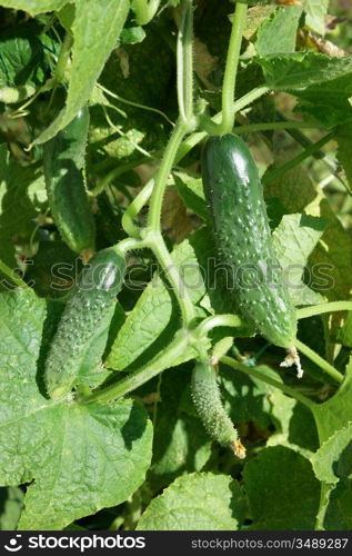 ripe cucumber in the garden