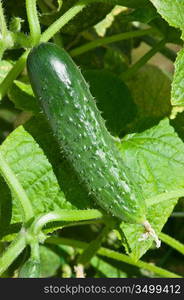 ripe cucumber in the garden