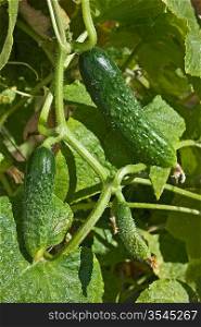 ripe cucumber in the garden