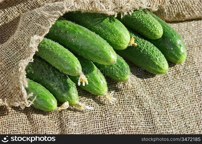 ripe cucumber on the canvas