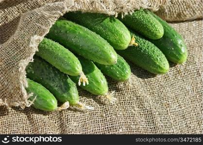 ripe cucumber on the canvas