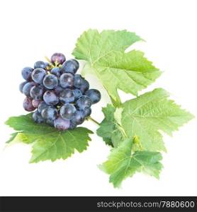 Ripe dark grapes with leaves, isolated on white background