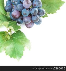 Ripe dark grapes with leaves, isolated on white background