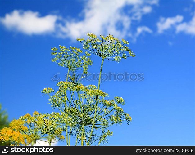ripe dill on celestial background