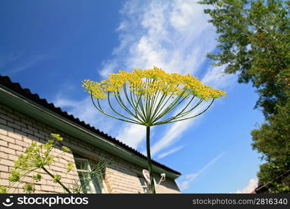 ripe dill on cloudy background