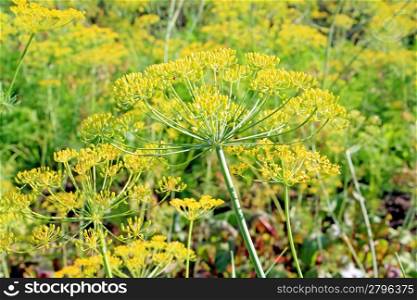 ripe dill on yellow background