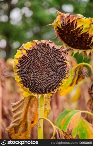 Ripe dried, ripe sunflowers on a farm field awaiting harvest on a sunny day. Field crops.. Ripe dried, ripe sunflowers on a farm field awaiting harvest on a sunny day.