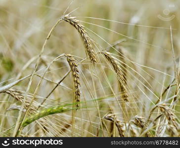 Ripe ears of corn on a background of field