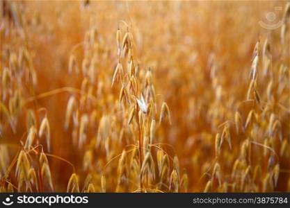 ripe ears of oats field