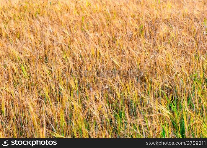ripe ears of wheat in a field in late summer
