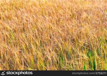 ripe ears of wheat in a field in late summer