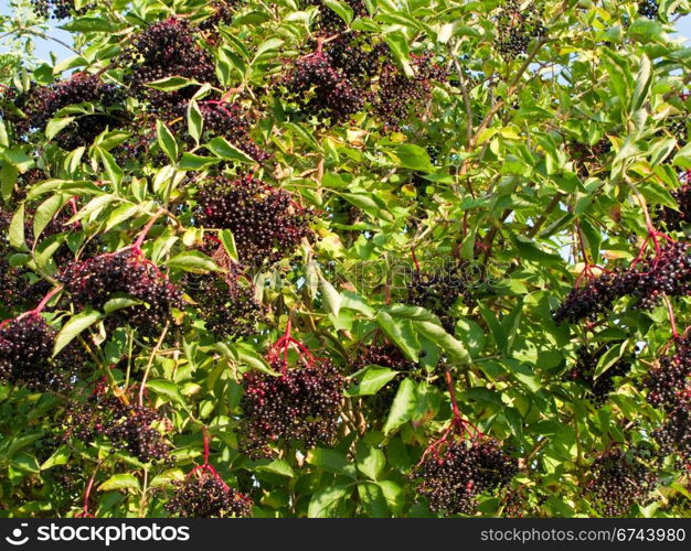 Ripe elderberry on bush. Ripe Sambucus nigra, elder, elderberry on bush in autumn