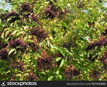 Ripe elderberry on bush. Ripe Sambucus nigra, elder, elderberry on bush in autumn