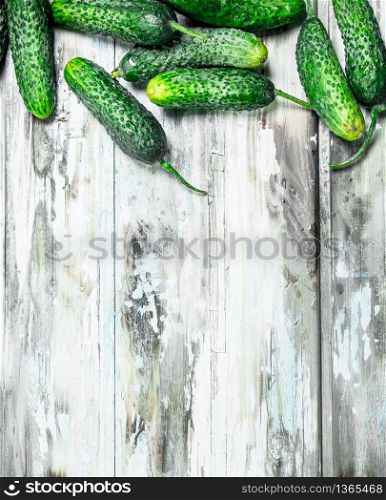 Ripe fresh cucumbers. On white rustic background. Ripe fresh cucumbers.