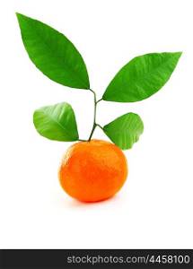 Ripe fresh mandarin with leaves isolated on white background