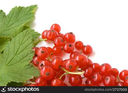 ripe fresh redcurrant isolated on white background