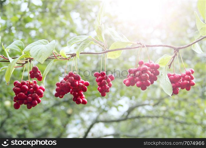 Ripe fruits of red schizandra with green leaves hang in sunny rays in garden. Red schisandra growing on branch in row. Clusters of ripe schizandra. Crop of useful plant. Schizandra chinensis plant. Ripe fruits of red schizandra with green leaves hang in sunny rays in garden