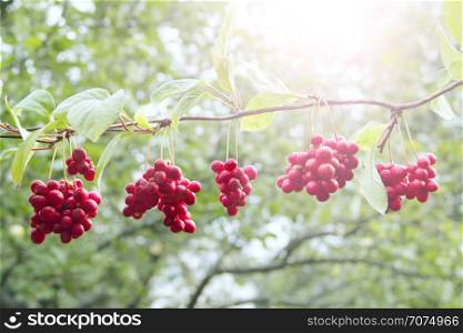 Ripe fruits of red schizandra with green leaves hang in sunny rays in garden. Red schisandra growing on branch in row. Clusters of ripe schizandra. Crop of useful plant. Schizandra chinensis plant. Ripe fruits of red schizandra with green leaves hang in sunny rays in garden