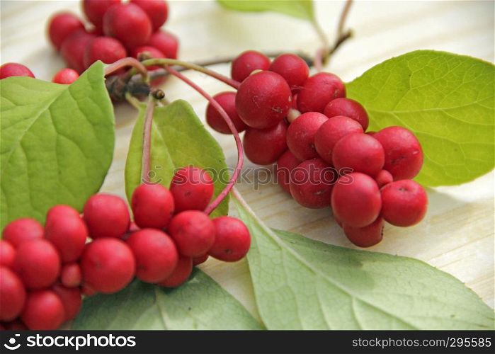 Ripe fruits of red schizandra with green leaves. rich harvest of ripe and red schizandra. Ripe fruits of red schizandra with green leaves