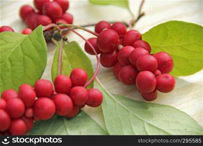Ripe fruits of red schizandra with green leaves. rich harvest of ripe and red schizandra. Ripe fruits of red schizandra with green leaves