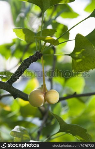 Ripe Ginkgo biloba fruit on the tree in autumn