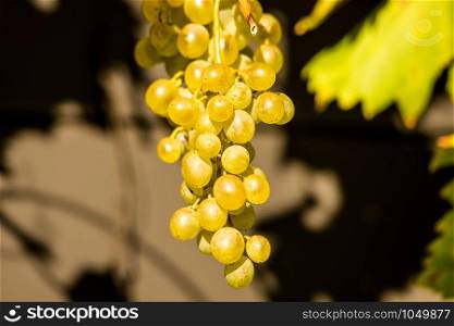 ripe grapes at a wall