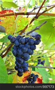 ripe grapes at harvest in October