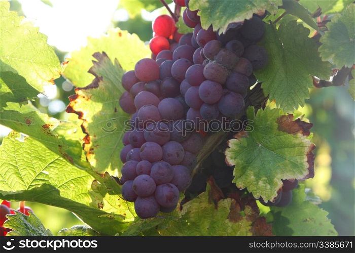 Ripe grapes in a vineyard in autumn