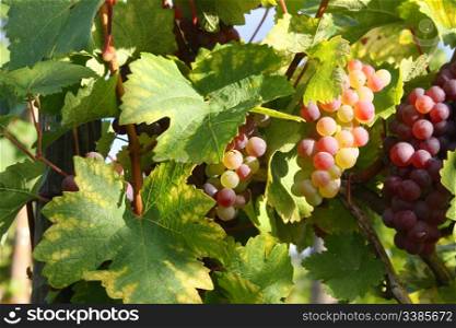 Ripe grapes in a vineyard in autumn