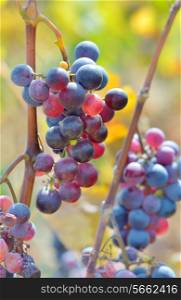 Ripe grapes in autumn time