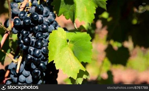 ripe grapes Moldova ready for harvest. Ukraine, Crimea, Inkerman