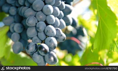 ripe grapes Moldova ready for harvest. Ukraine, Crimea, Inkerman