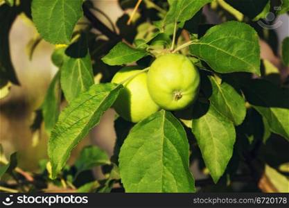 ripe green apple on branch at summer day