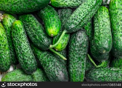 Ripe green cucumbers. Top view. Ripe green cucumbers.