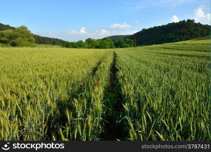 ripe green ears and blue sky background