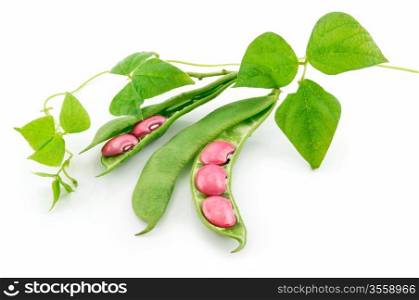 Ripe Haricot Beans with Seed and Leaves Isolated on White Background