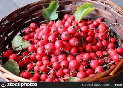 Ripe hawthorn berries, hawthorn branches on wooden background. Useful medicinal plants .. Ripe hawthorn berries, hawthorn branches on wooden background. Useful medicinal plants