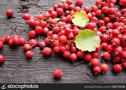 Ripe hawthorn berries, hawthorn branches on wooden background. Useful medicinal plants .. Ripe hawthorn berries, hawthorn branches on wooden background. Useful medicinal plants