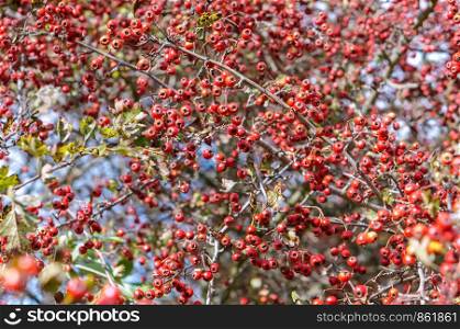 ripe hawthorn berries, hawthorn Bush strewn with red berries. hawthorn Bush strewn with red berries, ripe hawthorn berries