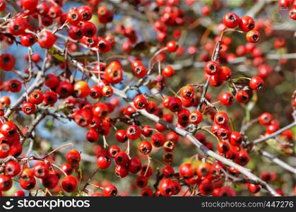 ripe hawthorn berries, hawthorn medicinal. hawthorn medicinal, ripe hawthorn berries
