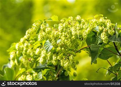 ripe hop cones, spice for beer and medicinal herb