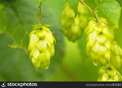 ripe hop cones, spice for beer and medicinal herb